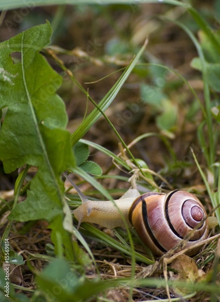 Fototapeta escargot