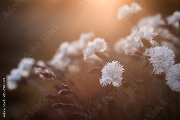 Obraz flowering of white Dianthus caryophyllus in the rays of the setting sun