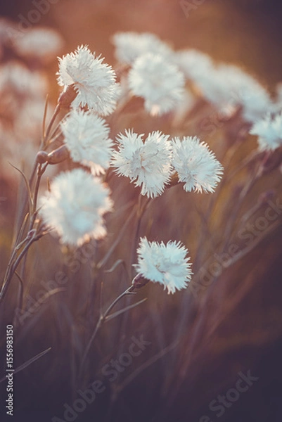 Obraz flowering of white Dianthus caryophyllus in the rays of the setting sun