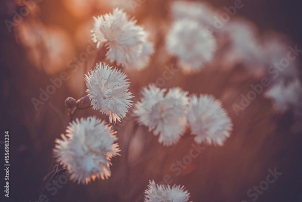 Obraz flowering of white Dianthus caryophyllus in the rays of the setting sun
