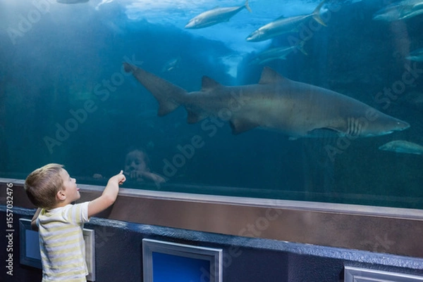 Fototapeta Boy standing by aquarium window pointing at shark swimming with small fish over dark display panel