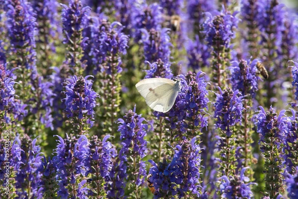 Fototapeta Kohlweissling an Steppensalbei