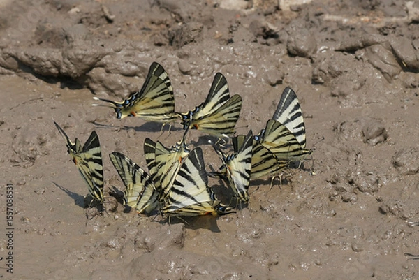 Fototapeta Closeup on a group of European Scarce Swallowtail butterflies , Iphiclides podalirius drinking at a mud pool in the summer