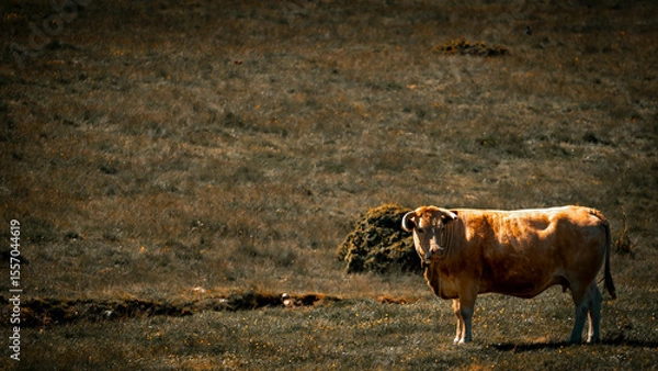 Obraz vache gasconne