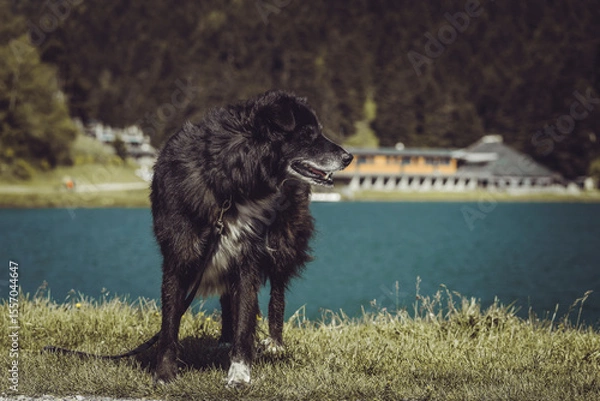 Fototapeta June profil