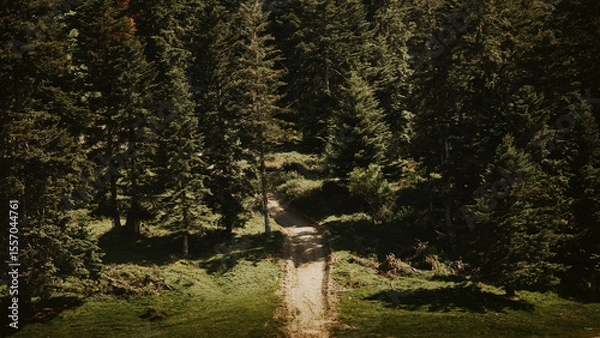 Fototapeta chemin foret