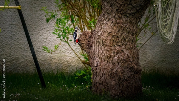 Obraz pic épeiche 1 