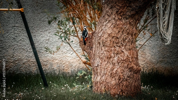 Obraz pic épeiche 2