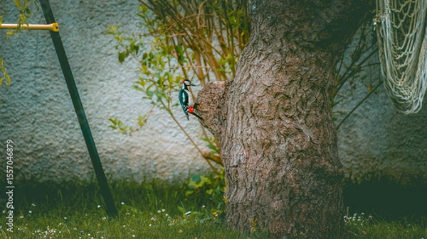 Obraz pic épeiche 3