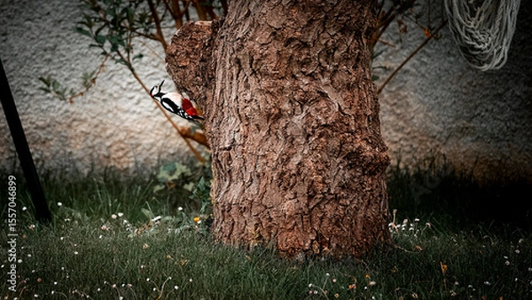 Obraz pic épeiche 4