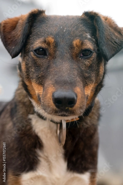 Obraz Homeless dog in the shelter. Dog waiting for adoption in animal shelter.