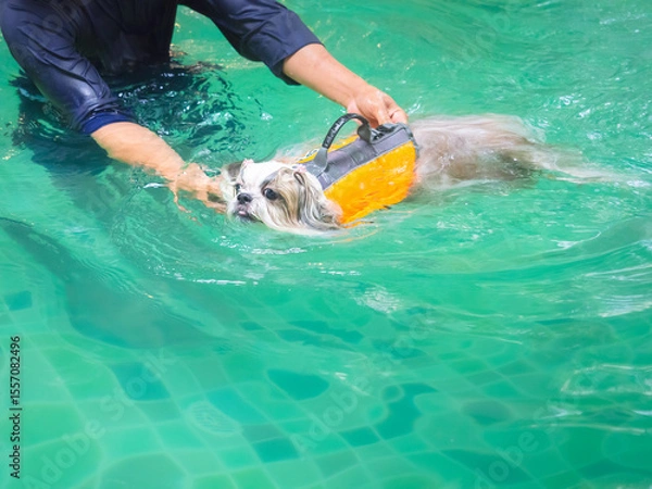 Obraz Shih Tzu dog swimming in pool with owner.