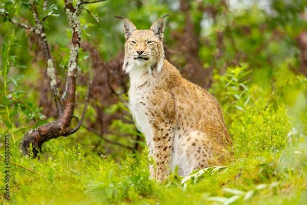 Fototapeta Lynx sitting amidst lush greenery in a Scandinavian forest