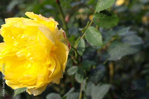 Obraz yellow rose bloom in garden