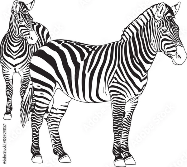 Fototapeta Two zebra vector illustration, second zebra following the footsteps of the first, African wildlife concept, striped animal design, zebra pair walking in line, nature-inspired artwork for prints or dec