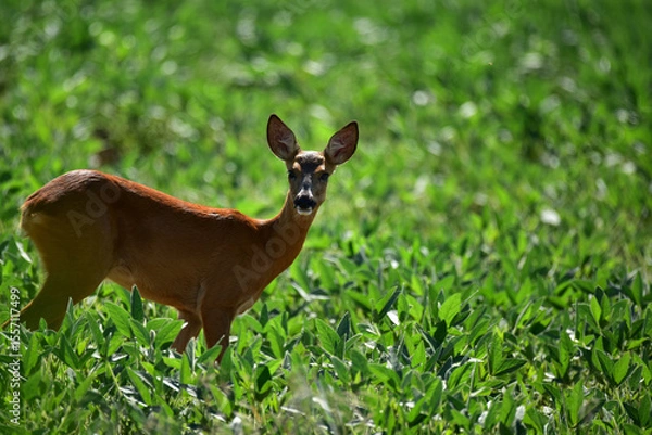Obraz roe deer in the grass