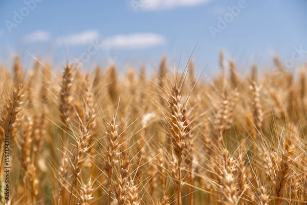 Obraz Close-up of golden wheat ears on a background of blue sky and a white cloud. Rich harvest concept.Golden wheat field in summer. Ripe spikelets ready for harvest, with a beautiful sky in the background