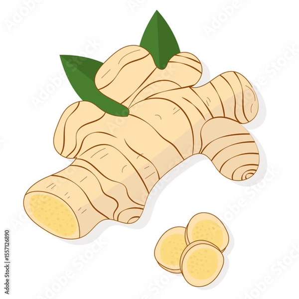 Fototapeta Vector illustration of fresh ginger root with green leaves, with cut part and sliced ​​pieces, on white background. Ideal for culinary, medical or ingredient images.