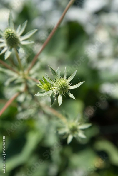Obraz Eryngium (eryngo) plant in a meadow in spring
