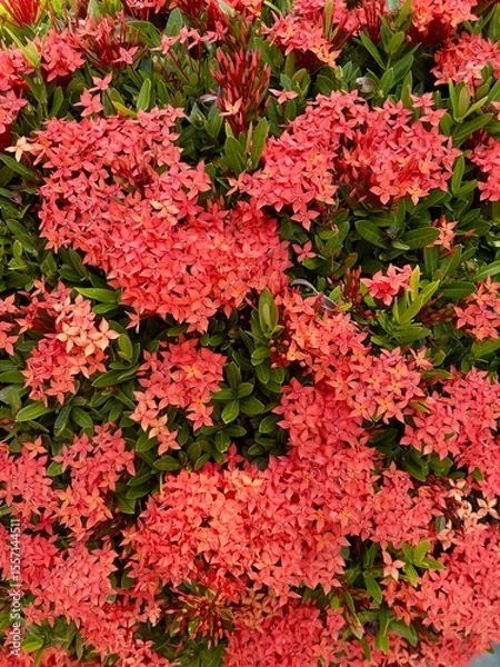 Fototapeta Red Ixora flowers background and texture. Ixora commonly known as West Indian jasmine. Selective focus