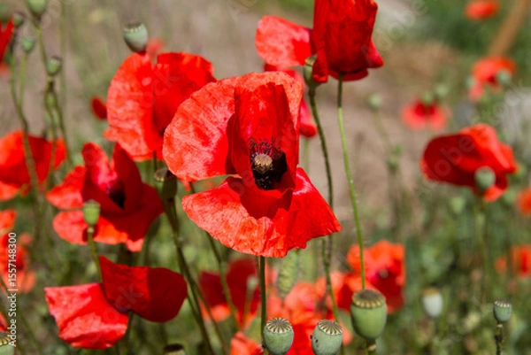 Obraz Poppy flowers blooming in a garden	
