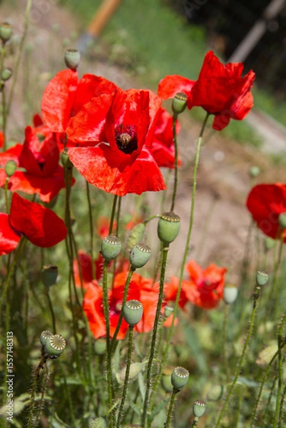 Obraz Poppy flowers blooming in a garden	
