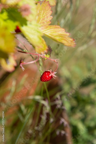 Obraz Wild strawberries (Fragaria vesca), fruiting plant in a garden	

