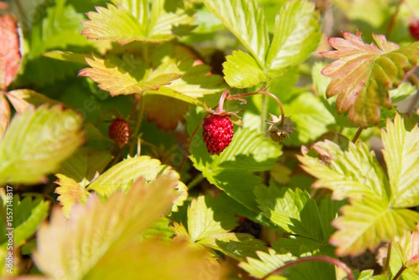 Obraz Wild strawberries (Fragaria vesca), fruiting plant in a garden	
