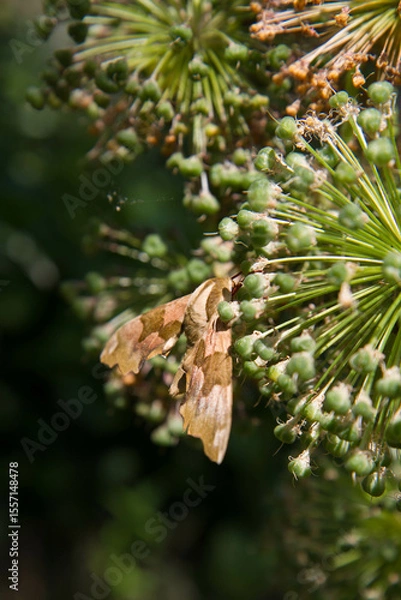 Obraz The lime hawk-moth (Mimas tiliae) on cut giant garlic plants