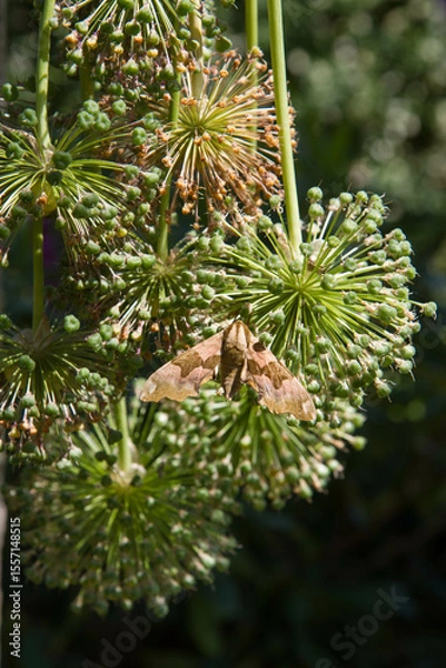 Obraz The lime hawk-moth (Mimas tiliae) on cut giant garlic plants