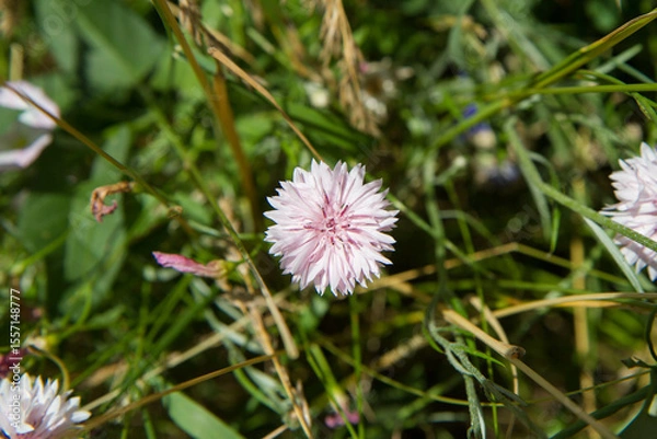 Fototapeta The cornflowers (Centaurea) blooming in a garden