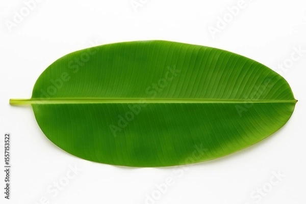Fototapeta Fresh green banana leaf isolated on white background — widely used in South India for festive meals like Vishu and Onam Sadhya. Ideal for food branding, cultural visuals, and packaging design