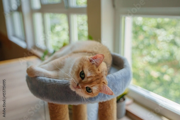 Fototapeta A red British cat in a playful mood lies on a scratching post.