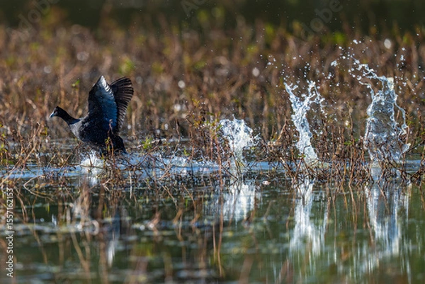Fototapeta A bird takes off from the water’s surface in a burst of motion, chasing an intruder from its claimed territory; sharp focus captures the splash, wingspan, and intensity of the moment in the wild