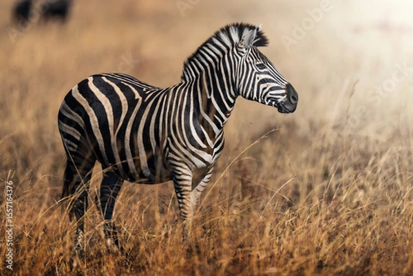 Fototapeta A zebra stands proudly in the golden field, captured in stunning side profile; sharp focus highlights the intricate pattern of stripes and soft bokeh of the grassland during an African Safari.