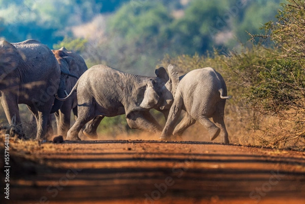 Fototapeta Two young elephants playful push and shove in the golden grass, mock battle brimming with energy and subtle dominance; sharp focus captures every trunk twist and dust swirl during an African Safari