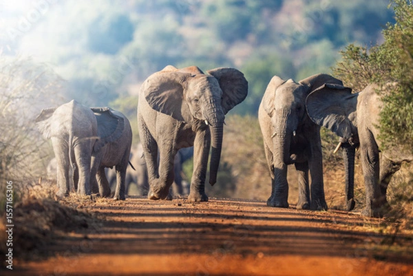 Fototapeta A herd of elephants takes a dust bath in the road, their massive bodies covered in fine dust as they interact playfully; sharp focus captures the dynamic movement and textured skin under warm natural 