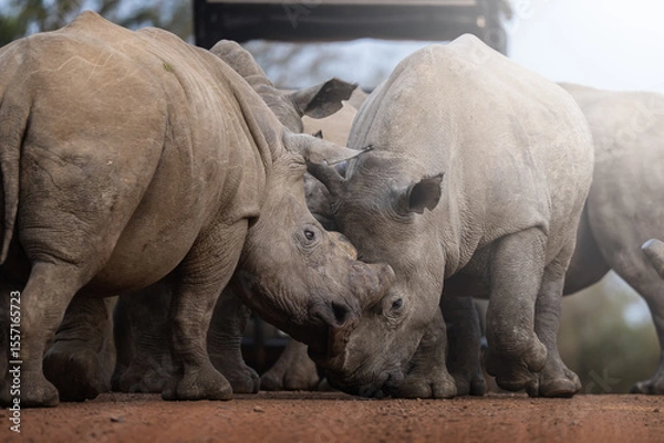 Fototapeta Two rhinos engage in a forceful dominance display, pushing and shoving each other on the open savanna, capturing raw power and territorial behavior during a safari game drive in South Africa.