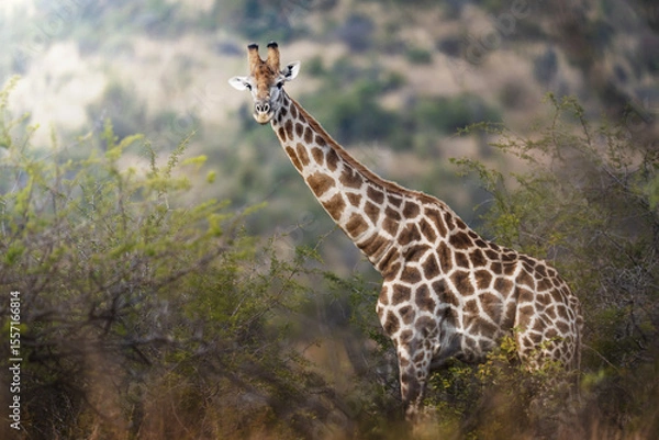 Fototapeta Close-up shot of a giraffe reaching high into a tree to feed, capturing detailed texture in its muzzle and tongue, under golden daylight during a safari game drive in the African bush.