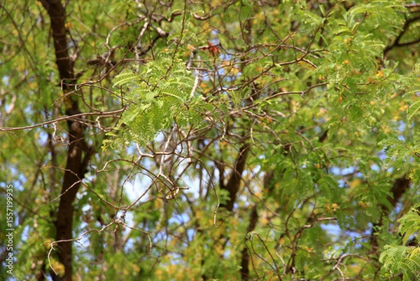 Fototapeta Branches of a big tree providing shade.