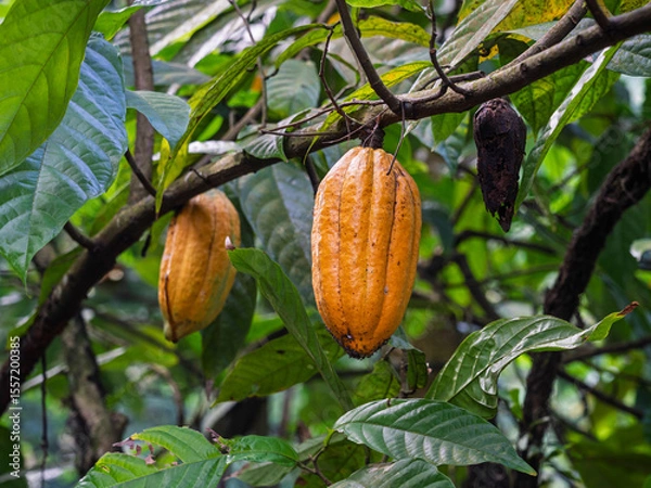 Fototapeta Closeup view of ripe cacao pod on branch of cocoa tree or theobroma cacao, Java, Indonesia