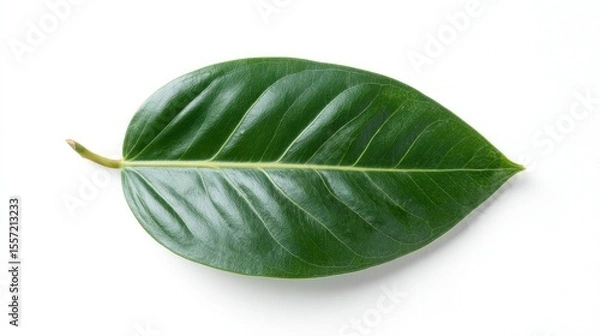 Fototapeta Leafy verdant elegance on pristine white, celebrating Earth Day serenity and the ancient Hanami festival's tranquil nature reverence