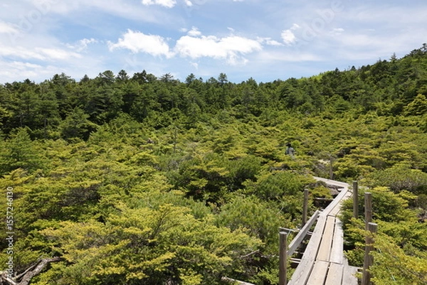 Obraz 新緑の山をハイキング
