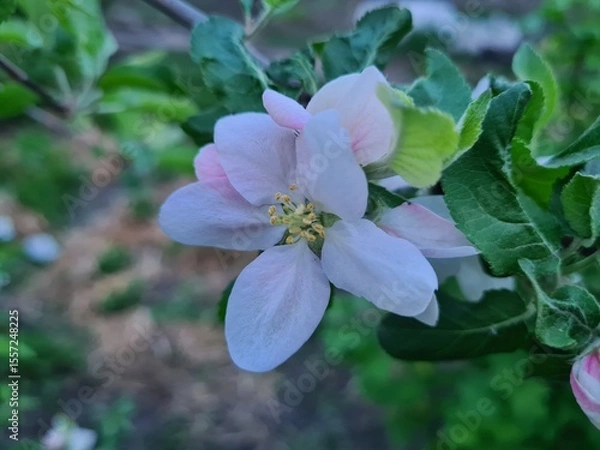 Obraz Nature's Bounty: Ripe Apple and Green Leaves on the Tree Branch
