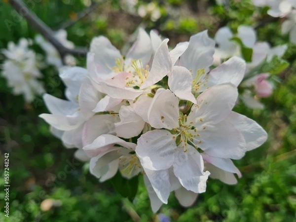Obraz Nature's Bounty: Ripe Apple and Green Leaves on the Tree Branch
