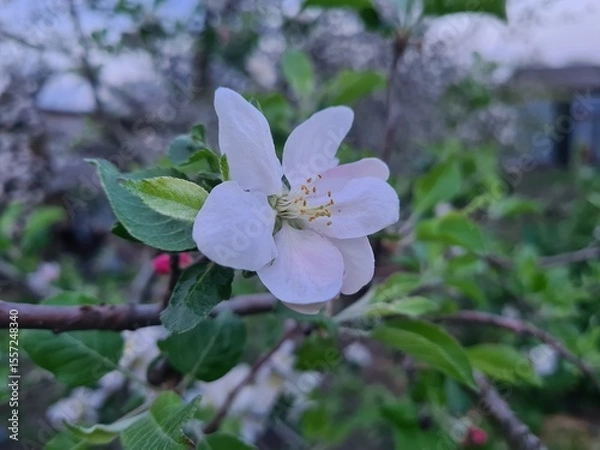 Obraz Nature's Bounty: Ripe Apple and Green Leaves on the Tree Branch
