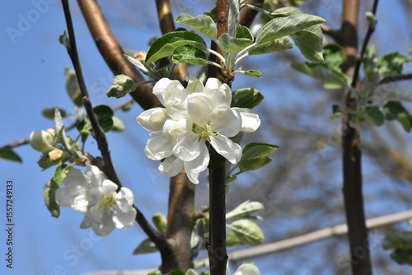 Obraz Nature's Bounty: Ripe Apple and Green Leaves on the Tree Branch
