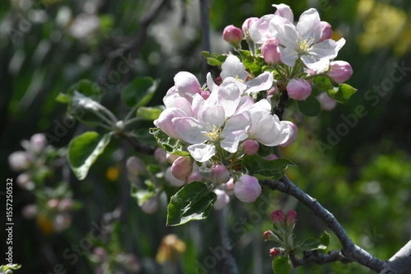 Obraz Nature's Bounty: Ripe Apple and Green Leaves on the Tree Branch
