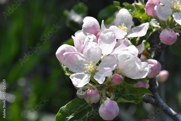 Obraz Nature's Bounty: Ripe Apple and Green Leaves on the Tree Branch
