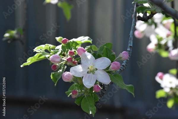 Obraz Nature's Bounty: Ripe Apple and Green Leaves on the Tree Branch
